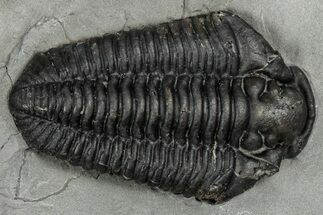 Calymene Niagarensis Trilobite Fossil - New York #357081