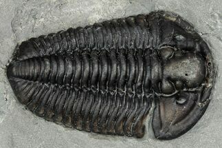 Calymene Niagarensis Trilobite Fossil - New York #357089