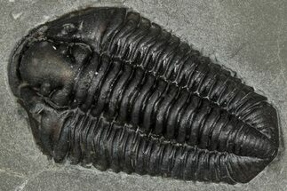 Calymene Niagarensis Trilobite Fossil - New York #357090