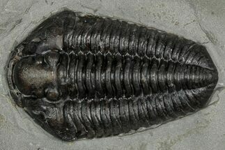 Calymene Niagarensis Trilobite Fossil - New York #357093