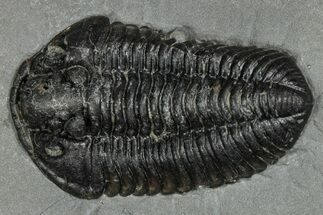 Calymene Niagarensis Trilobite Fossil - New York #357099