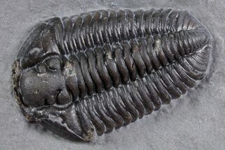 Calymene Niagarensis Trilobite Fossil - New York #357100