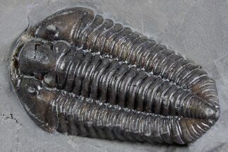 Calymene Niagarensis Trilobite Fossil - New York #357101