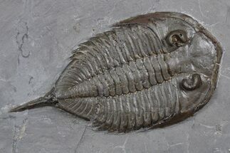 Dalmanites Trilobite Fossil - New York #357125