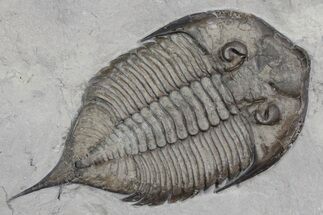 Dalmanites Trilobite Fossil - New York #357129