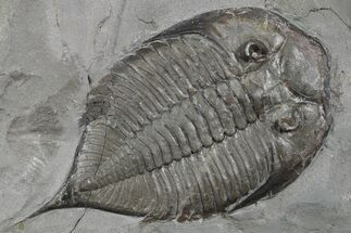 Dalmanites Trilobite Fossil - New York #357141