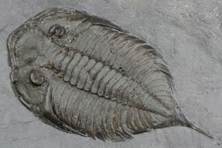 Dalmanites Trilobite Fossil - New York #357144