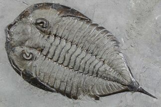 Dalmanites Trilobite Fossil - New York #357148
