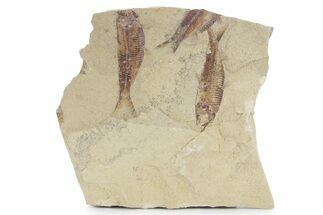 Fossil Fish (Gosiutichthys) Mortality Plate - Wyoming #357153