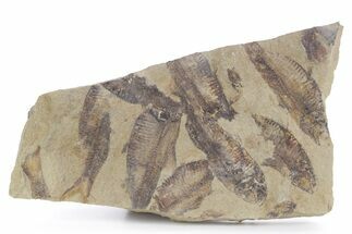 Fossil Fish (Gosiutichthys) Mortality Plate - Wyoming #357154