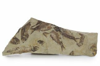 Fossil Fish (Gosiutichthys) Mortality Plate - Wyoming #357164
