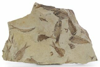 Fossil Fish (Gosiutichthys) Mortality Plate - Wyoming #357174