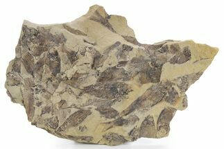 Fossil Fish (Gosiutichthys) Mortality Plate - Wyoming #357175