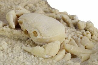 Fossil Crab (Potamon) Preserved in Travertine - Turkey #351022