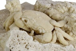 Fossil Crab (Potamon) Preserved in Travertine - Turkey #351024