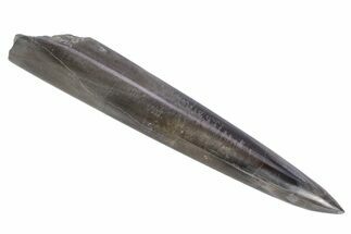 Jurassic Fossil Belemnite Rostrum - England #357340
