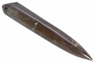 Jurassic Fossil Belemnite Rostrum - England #357341