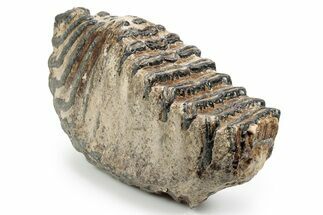 Southern Mammoth Lower M Molar - Hungary #357049
