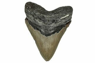 Serrated, Fossil Megalodon Tooth - North Carolina #349377
