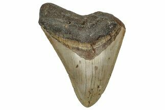 Bargain, Fossil Megalodon Tooth - North Carolina #349381