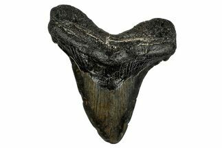 Bargain, Fossil Megalodon Tooth - North Carolina #349383