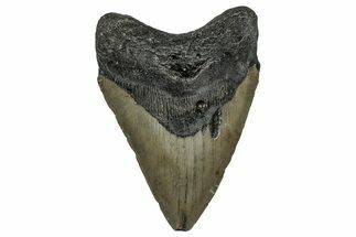 Fossil Megalodon Tooth - North Carolina #349384