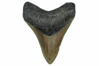 Serrated, Fossil Megalodon Tooth - North Carolina #355858
