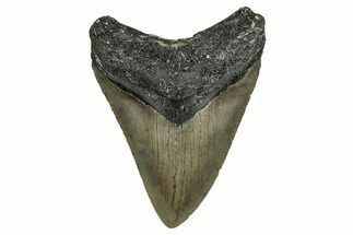 Serrated, Fossil Megalodon Tooth - North Carolina #355864