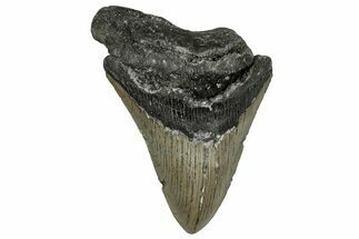 Bargain, Fossil Megalodon Tooth - Serrated Blade #355866