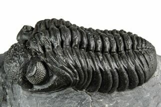 Phacopid (Adrisiops) Trilobite - Jbel Oudriss, Morocco #355875