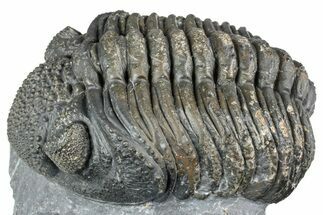 Curled Phacopid (Drotops) Trilobite - Mrakib, Morocco #357347