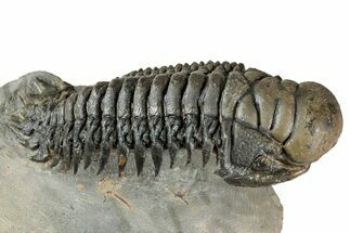 Flying Crotalocephalina Trilobite - Exposed Hyposteme #357351