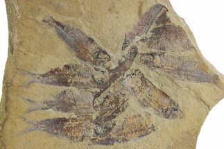 Fossil Fish (Gosiutichthys) Puddle - Wyoming #357177