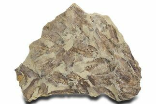 Fossil Fish (Gosiutichthys) Mortality Plate - Wyoming #357181
