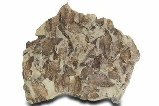 Fossil Fish (Gosiutichthys) Mortality Plate - Wyoming #357182