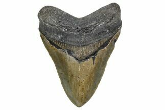 Fossil Megalodon Tooth - North Carolina #357365