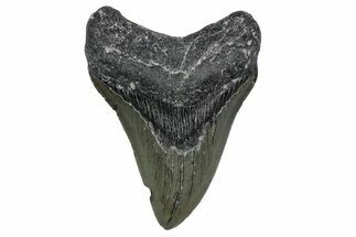 Serrated, Fossil Megalodon Tooth - North Carolina #357368
