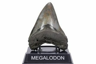 Fossil Megalodon Tooth - South Carolina #357374