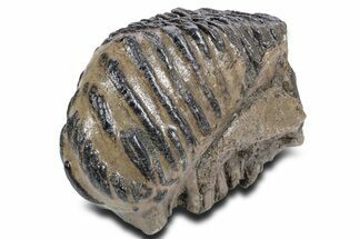Southern Mammoth Upper M Molar - Hungary #357051