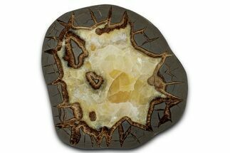 Polished Septarian Slab - Utah #338258