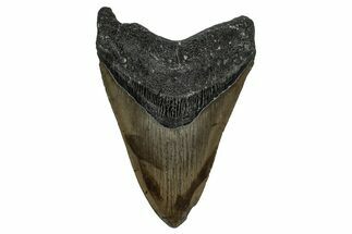 Serrated, Fossil Megalodon Tooth - North Carolina #338574