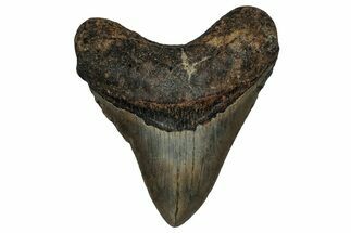 Serrated, Fossil Megalodon Tooth - North Carolina #338580