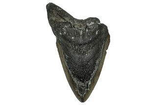 Partial, Fossil Megalodon Tooth - Serrated Blade #338584