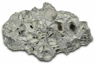 Silurian Dolostone w/ Sparkling Fossil Coral (Fletcheria) - Ohio #346088