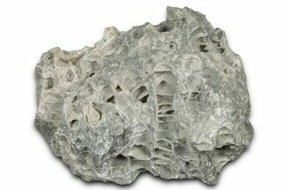 Silurian Dolostone w/ Sparkling Fossil Coral (Fletcheria) - Ohio #346091