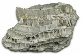 Silurian Dolostone w/ Sparkling Fossil Coral (Fletcheria) - Ohio #346096