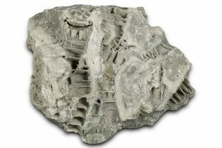 Silurian Dolostone w/ Sparkling Fossil Coral (Fletcheria) - Ohio #346098