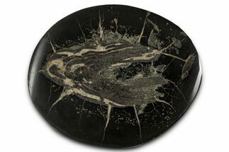 Polished Fish Coprolite (Fossil Poo) Nodule Half - Scotland #355230