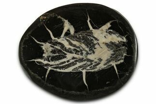 Polished Fish Coprolite (Fossil Poo) Nodule Half - Scotland #355235