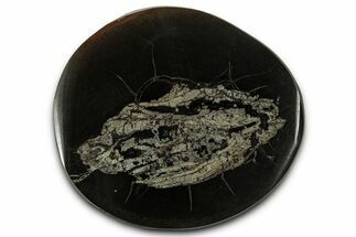 Polished Fish Coprolite (Fossil Poo) Nodule Half - Scotland #355236